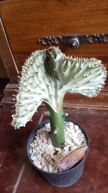  - Euphorbia lactea cristata