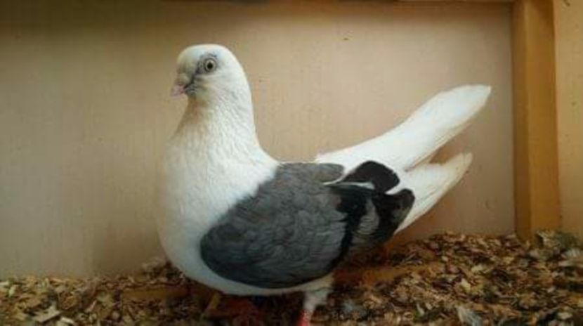 Porumbita - Jucatori de galati