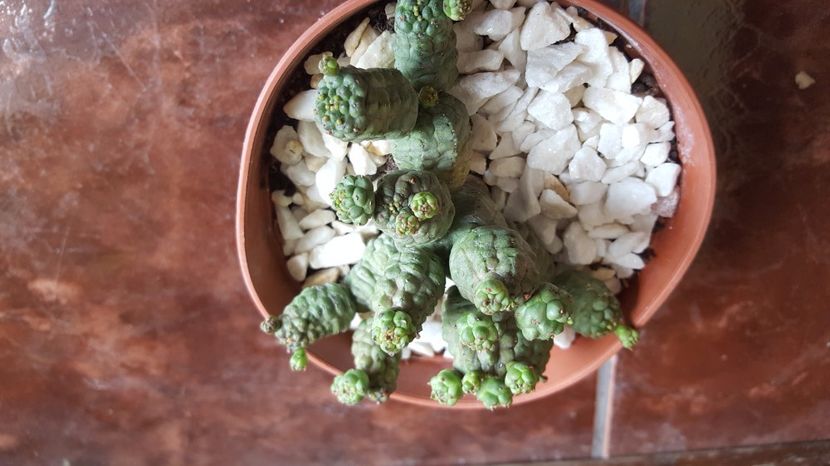  - Euphorbia pseudoglobosa N