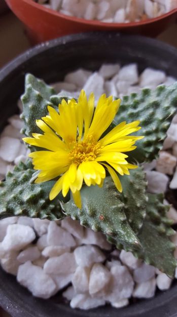  - Faucaria tuberculosa N