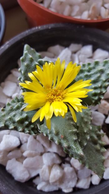  - Faucaria tuberculosa N