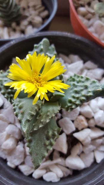  - Faucaria tuberculosa N