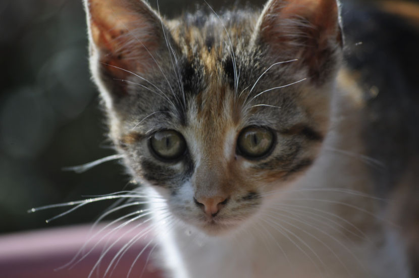 _DSC0120 - o alta achizitie 2017