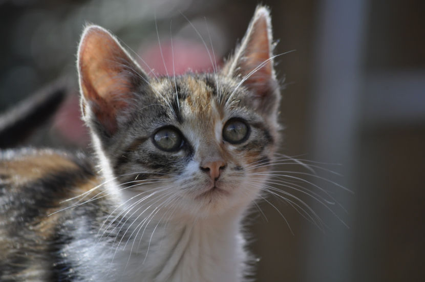 _DSC0123 - o alta achizitie 2017