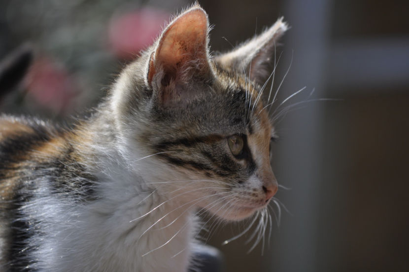 _DSC0124 - o alta achizitie 2017