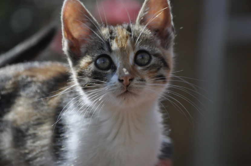 _DSC0125 - o alta achizitie 2017