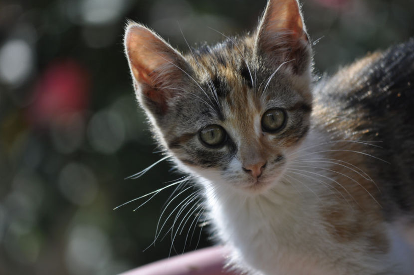 _DSC0127 - o alta achizitie 2017