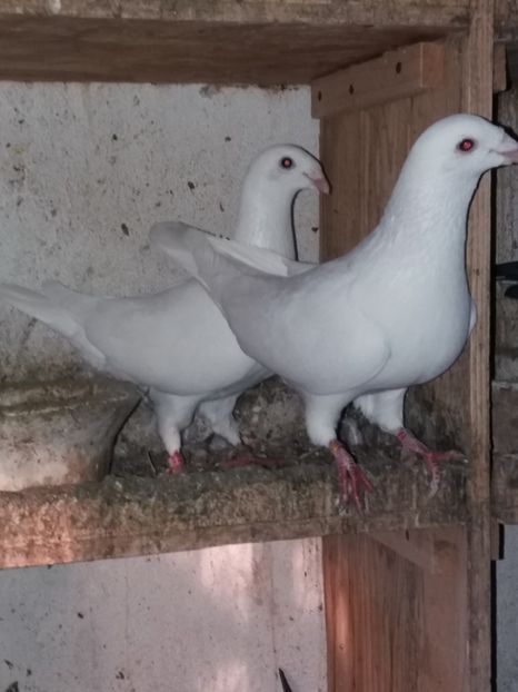  - Perechi noi pt 2017