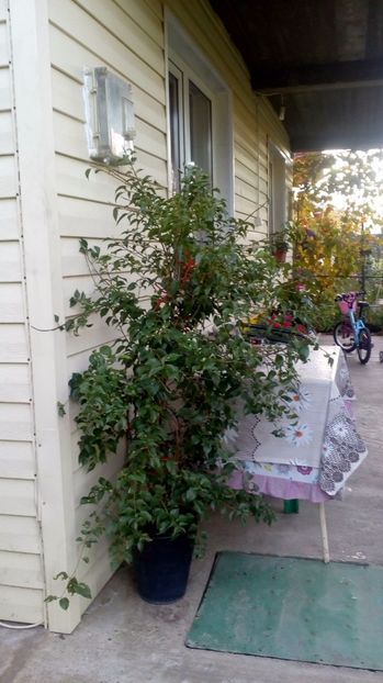 Bougainvillea mov - Vânzare plante in ghivece mari
