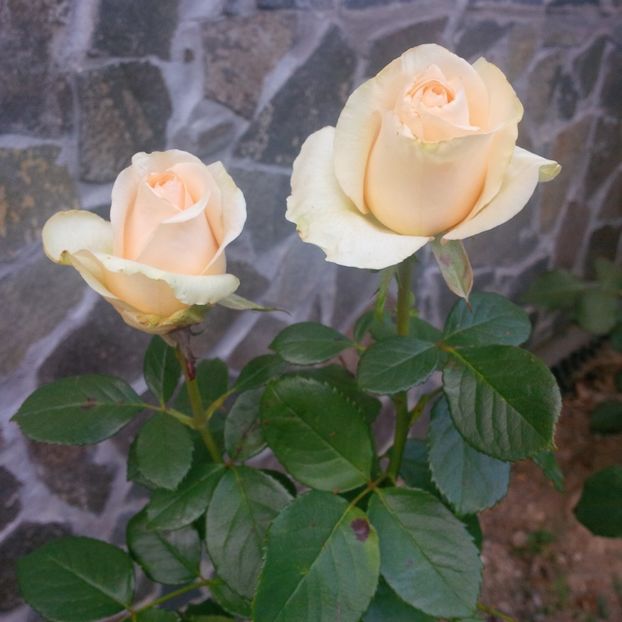 dimov 73 - trandafiri 2017