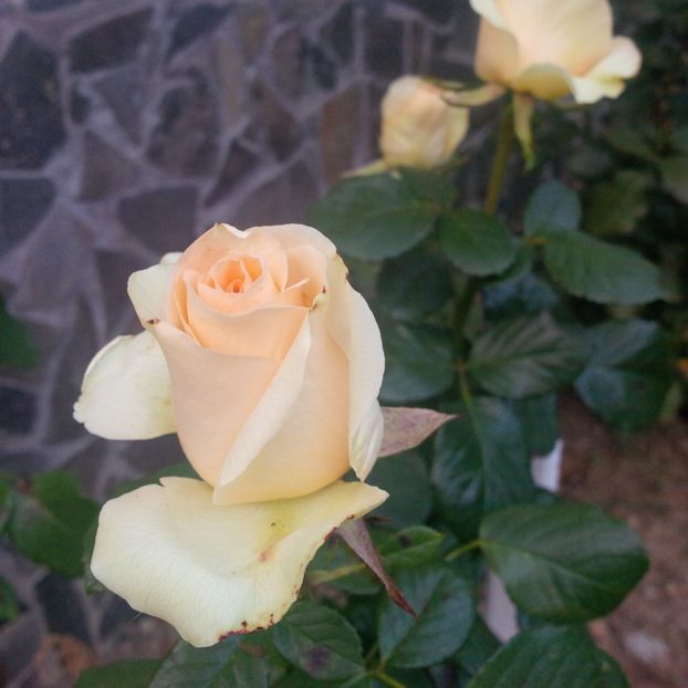 dimov 73 - trandafiri 2017