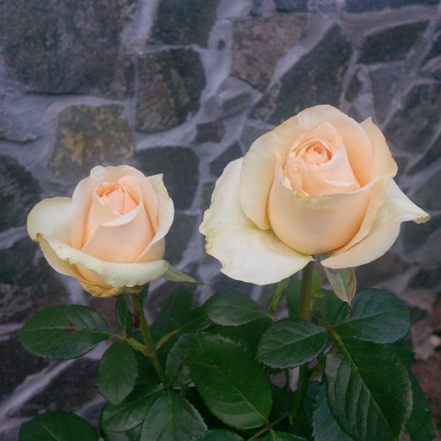 dimov 73 - trandafiri 2017