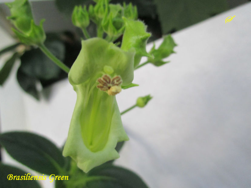 Brasiliensis Green(16-10-2017)\ - Sinningii 2017