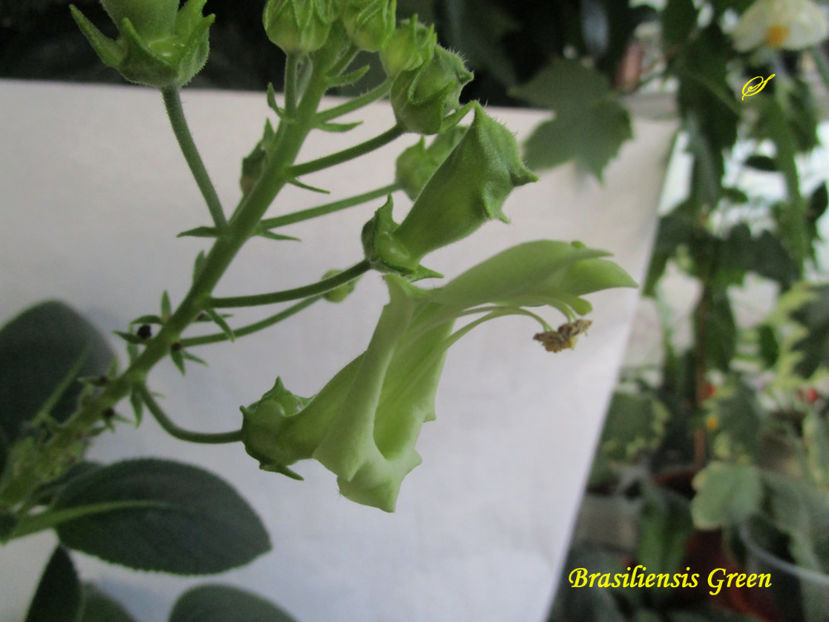 Brasiliensis Green(16-10-2017)\ - Sinningii 2017