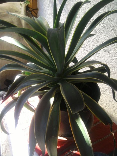 agava variegata-planta mama - ianuarie 2018