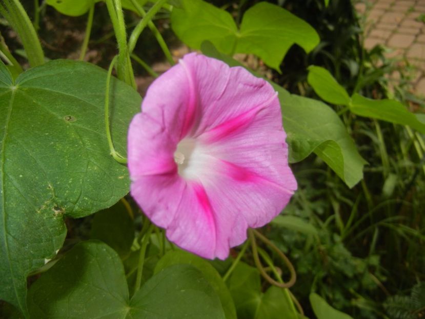 Morning Glory_Ipomoea (2017, Aug.29) - ZORELE Ipomoea