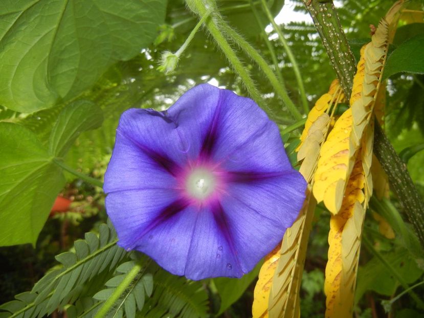 Morning Glory_Ipomoea (2017, Aug.29) - ZORELE Ipomoea