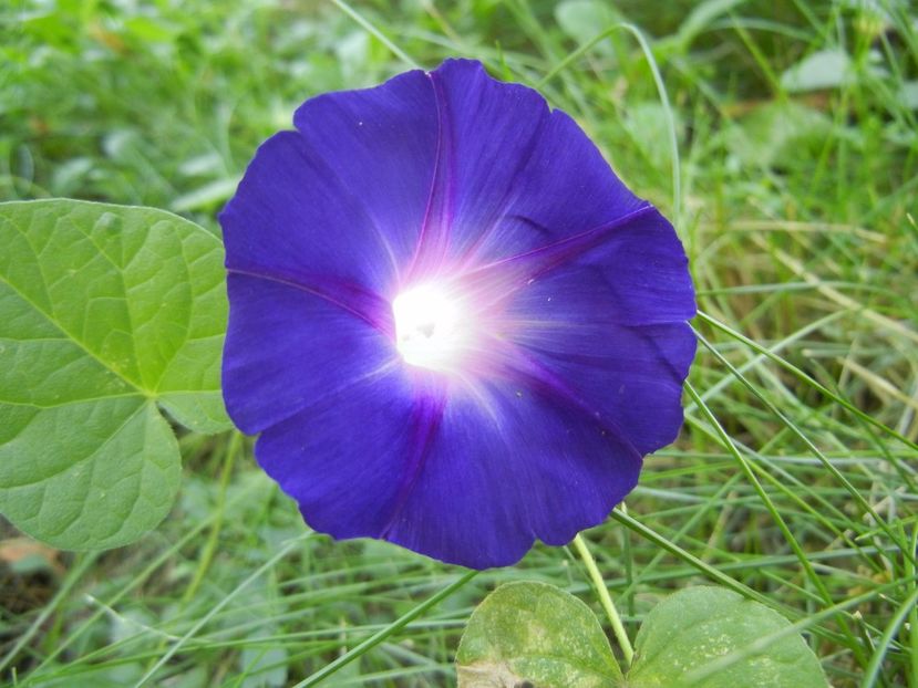 Morning Glory_Ipomoea (2017, Sep.09) - ZORELE Ipomoea