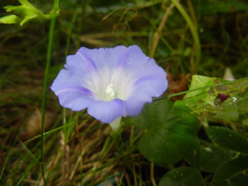 Morning Glory_Ipomoea (2017, Sep.10) - ZORELE Ipomoea