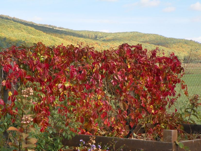 parthenocissus quinq. Red Wall - Dobarland 2017 2
