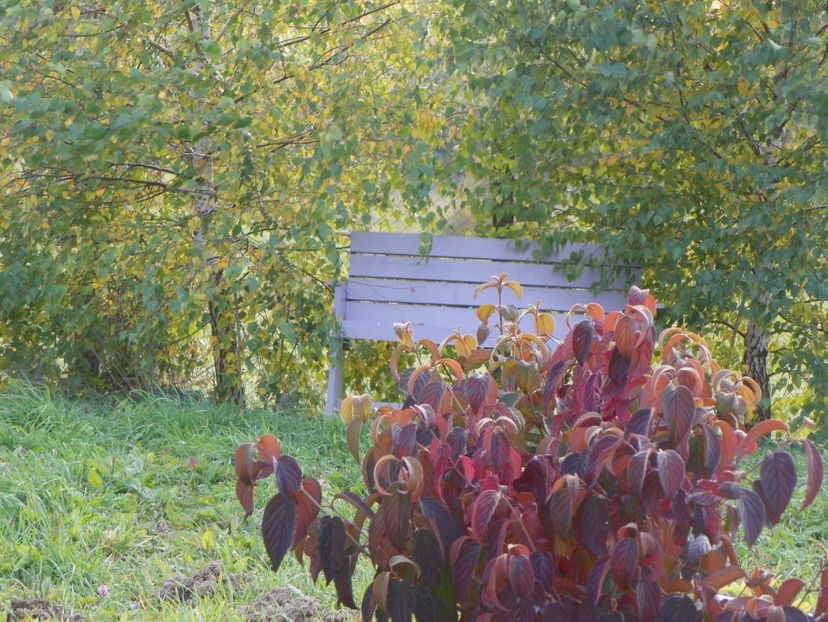 viburnum tomentosum - Dobarland 2017 2