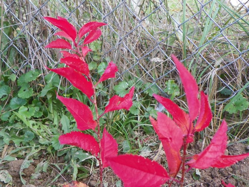 prunus kurilensis Ruby - pui - Dobarland 2017 2