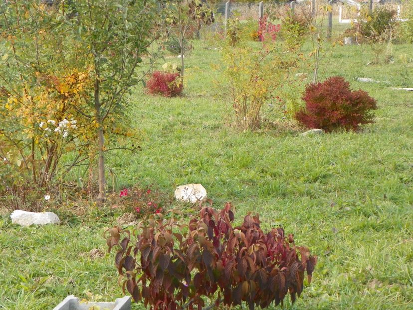 14 oct (16) - Dobarland 2017 2