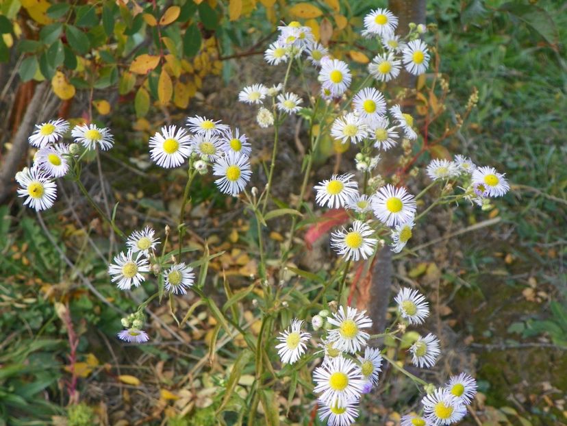 erigeron annuus - Dobarland 2017 2