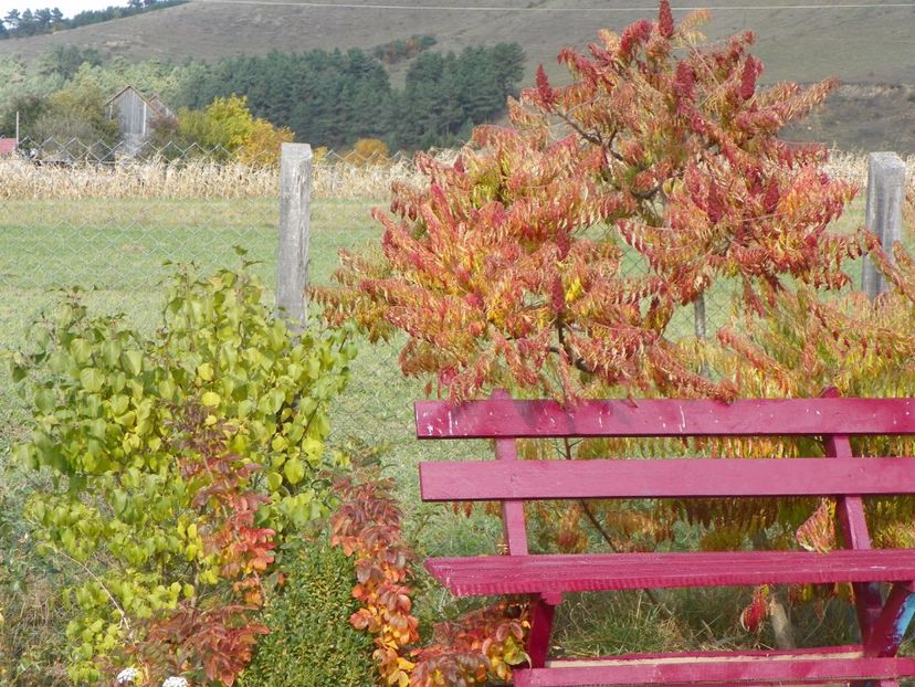 rhus typhina Laciniata - Dobarland 2017 2