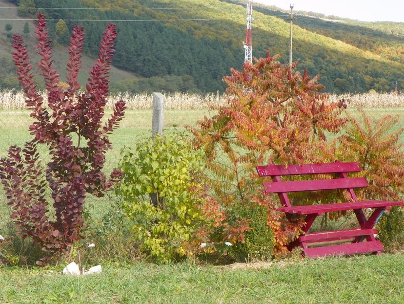 rhus typhina Laciniata si cotinus Royal Purple - Dobarland 2017 2