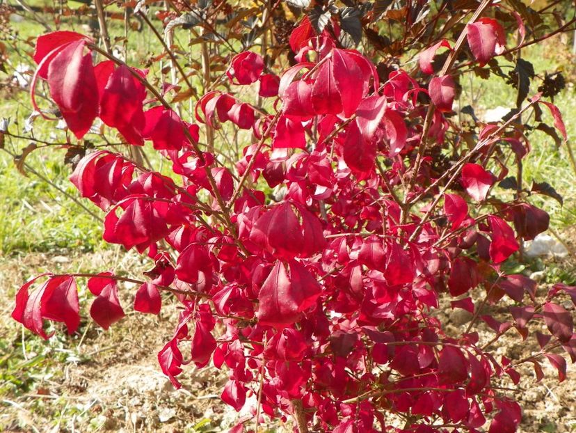 euonymus alatus - Dobarland 2017 2