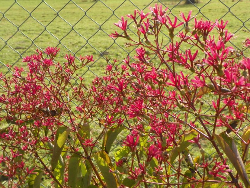 heptacodium miconioides - Dobarland 2017 2