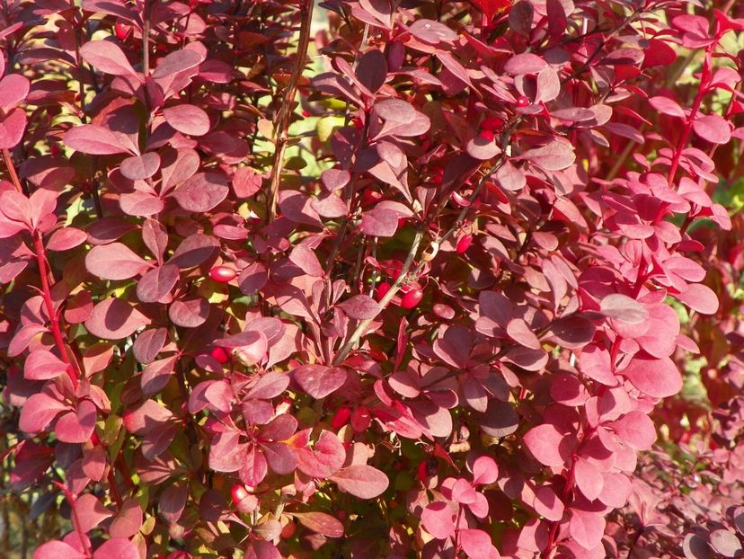 berberis Orange Rocket - Dobarland 2017 2