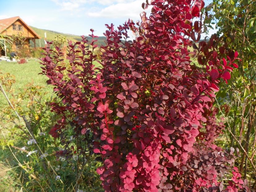 berberis Orange Rocket - Dobarland 2017 2