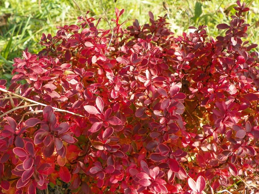 berberis Admiration - Dobarland 2017 2