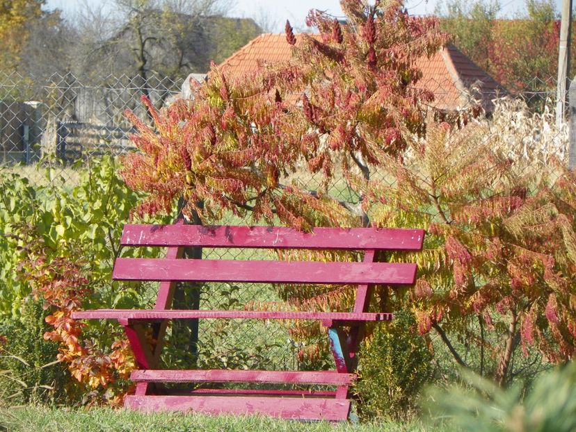 rhus typhina Laciniata - Dobarland 2017 2