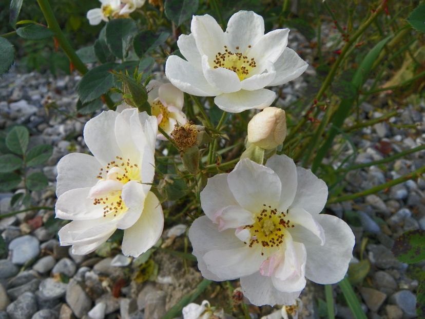 Omi Oswald - Trandafiri 2017 3