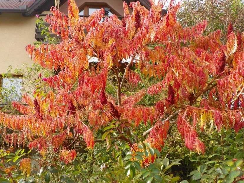 rhus typhina Laciniata - Copacei si arbusti 2017
