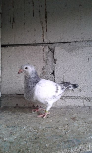  - Pui Albastri si Cuci 2017