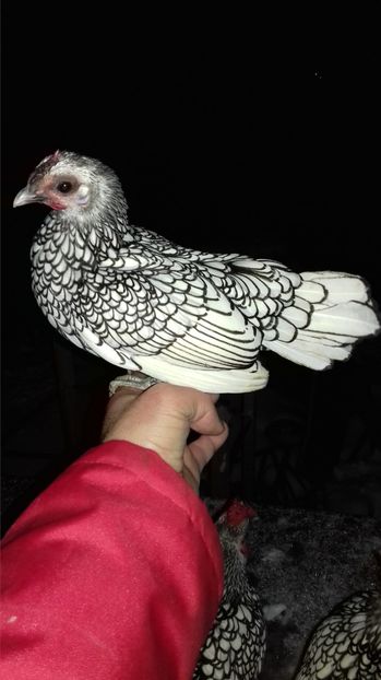  - SEBRIGHT ARGINTIU 2020