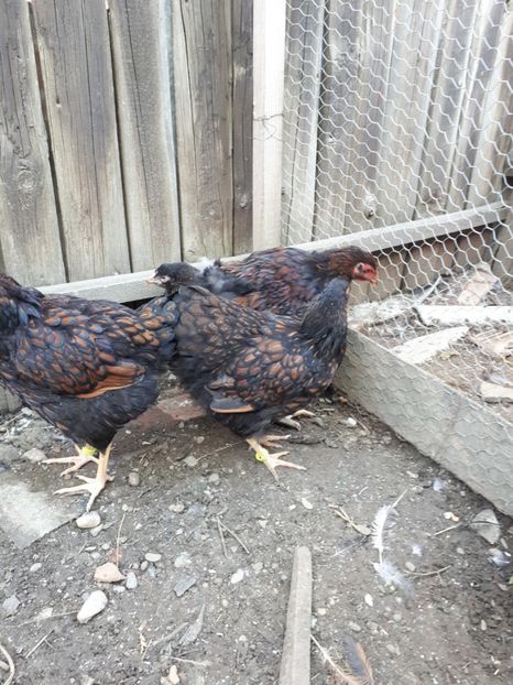  - Wyandotte auriu negru