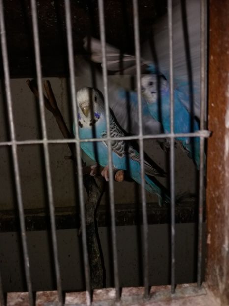  - Perusi si Cantatori