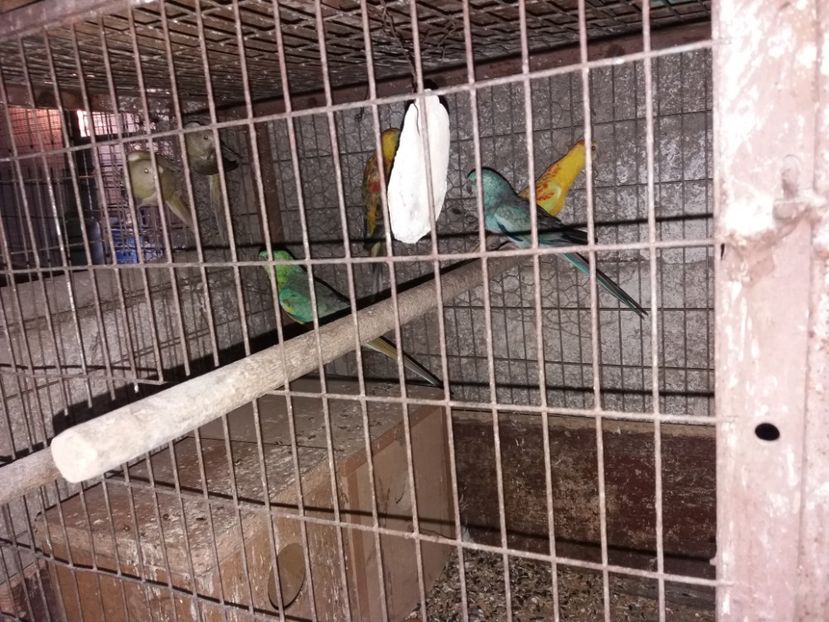  - Perusi si Cantatori