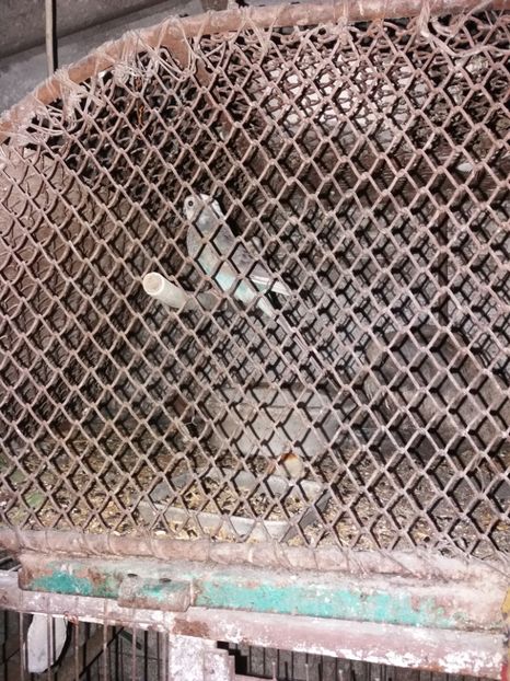  - Perusi si Cantatori