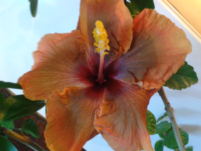 Fotografie0688 - HIBISCUS 2017---2018