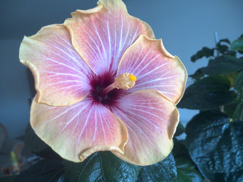 WIN_20171016_104247 - Jolanda Gommer