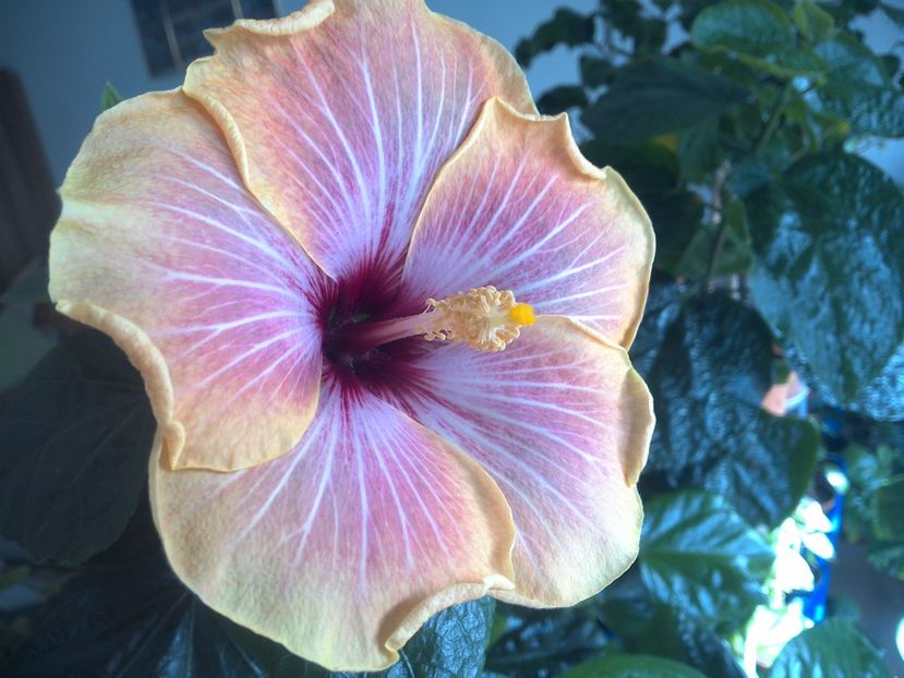 WIN_20171016_104253 - Jolanda Gommer