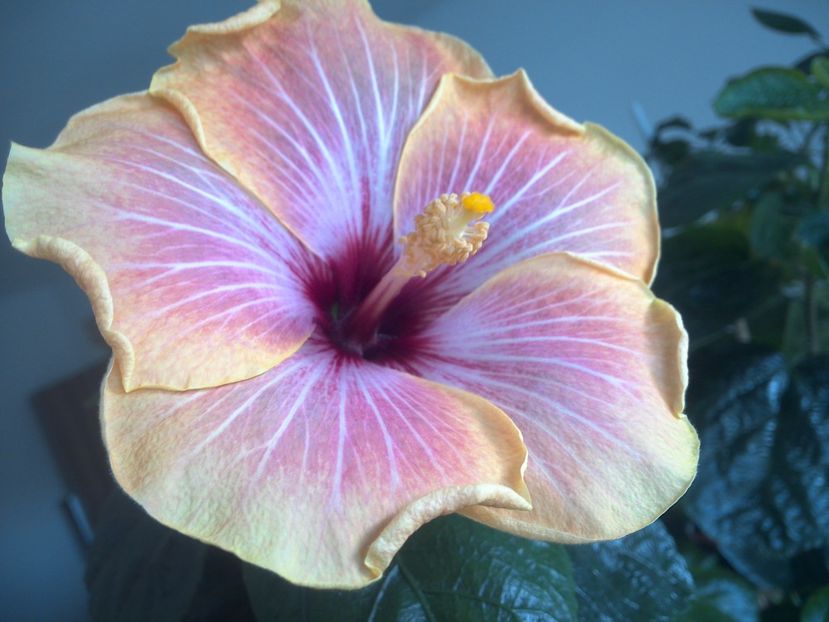 WIN_20171016_104257 - Jolanda Gommer