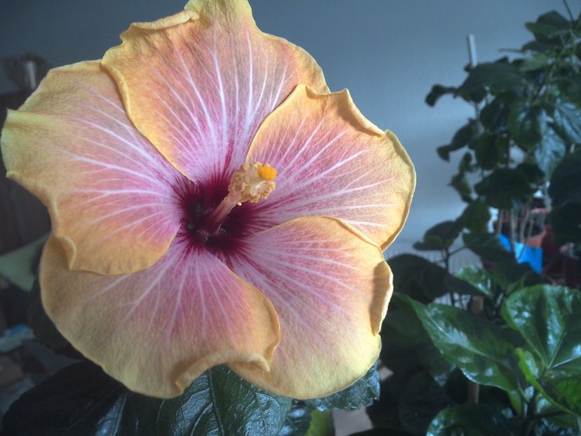 WIN_20171016_141347 - Jolanda Gommer