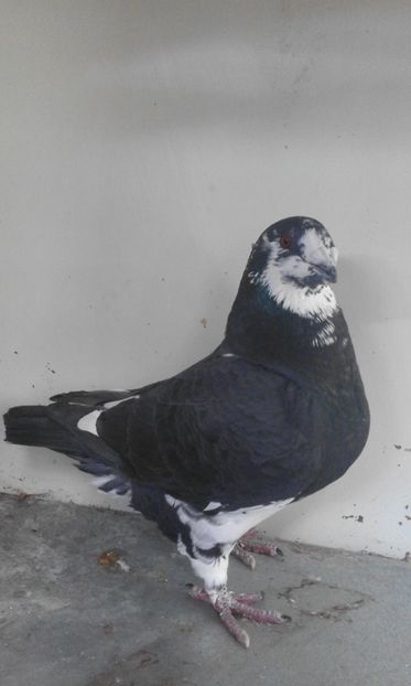 m2017 vandut - Porumbei vanduti 2017-2025